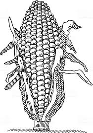 Black And White Vector Drawing Hand Drawn Vector Drawing Of A Corn Plant Black And White Sketch On Vector Drawing Corn Plant Plant Drawing