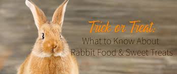 These apps to make friends will help you form friendships and find people who share your if you've recently moved or maybe entered a new phase of life, you know how personal connection can help ease transitions. Rabbit Food Treats What Can My Bunny Have Small Pet Select