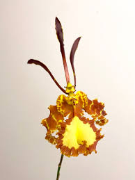 Image result for Psychotria hypsophila