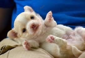 Adorable long haired chihuahua/shihtzu puppies. Pooh Corner Chihuahuas