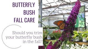 We did not find results for: Buddleia Pugster Blue Buy Butterfly Bush Shrubs Online