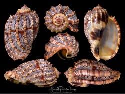 Image result for Harpachne