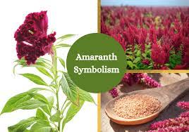 Amaranth Meaning And Symbolism Amaranth Plants Flower Symbol