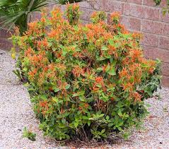 Image result for Justicia heterocarpa