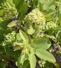 Image result for Boscia mossambicensis
