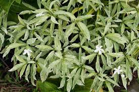 Image result for Tabernaemontana