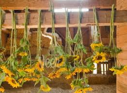 Unduh dan gunakan 100.000+ foto stok bunga matahari secara gratis. Cara Mudah Mengeringkan Bunga Matahari Bibitbunga Com