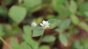 Image result for Alternanthera caracasana