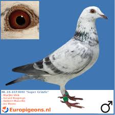 Nl 18 1073840 Super Grizzle Racing Pigeons Pigeon Pictures Pigeon