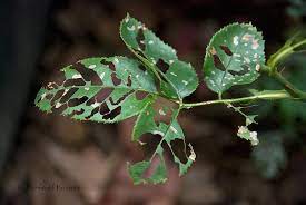 Many gardeners find small green worms resembling young caterpillars living and feeding on their rose bushes. Tuesday S Tips Rose Slugs Bees And Chicks