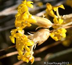 Image result for Gnidia chapmanii