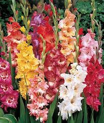 Fordhook Ruffled Pastel Mix Gladiolus Seeds And Plants Annual Flower Garden At Burpee Com Annual Flowers Blue Flower Arrangements Flower Garden