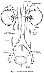 This set contains 3 different activities. Human Excretory System With Diagram Zoology