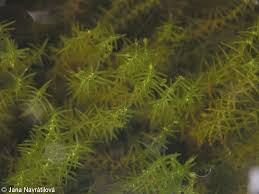 Image result for Callitriche