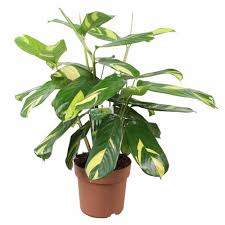 We did not find results for: Ctenanthe Lubbersiana Golden Mosaic 21cm Blue Diamond Garden Centre Ltd