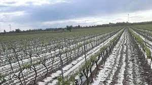 Violento acquazzone nel primo pomeriggio a san marino con grandine che ha reso bianche strade e marciapiedi. Maltempo Chicchi Di Grandine Grossi Come Noci In Veneto La Repubblica