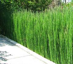 Sebelum membuat aquascape ada beberapa bahan yang harus kamu siapkan diantaranya: Cara Menanam Dan Merawat Bambu Air Yang Benar