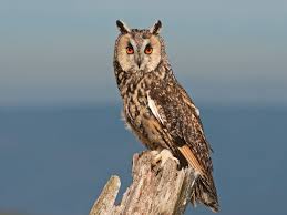 Image result for owl