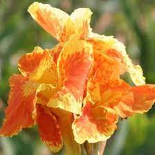 Yellow King Humbert Bulb Yellow Plants Pink Plant Plant Structure