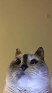 Apr 03, 2021 · staring cat, also known as gusic and swag cat, refers to a ginger cat known for his photographs in which it stares directly at the camera. When Your Cat Accidentally Uses The Front Facing Camera Album On Imgur