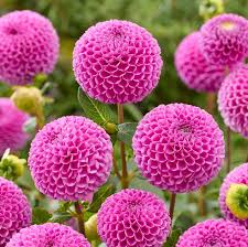 Image result for Dahlia
