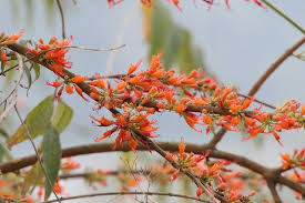 Image result for Woodfordia