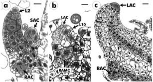 Image result for Parkeriaceae