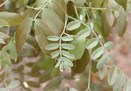 Image result for Julbernardia