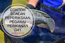 Tanpa aku duga, suamiku ternyata sangat mendorongku agar tidak melepaskan kesempatan ini. Contoh Soalan Peperiksaan Pegawai Perikanan G41 Atokpencen Com