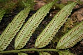 Image result for Ptisana