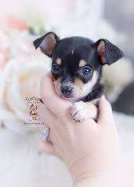As you'll see in the vide they just started to open their eyes. Teacup Chihuahuas And Chihuahua Puppies For Sale By Teacups Puppies Boutique Teacup Puppies Boutique