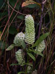 Image result for Polygala marensis