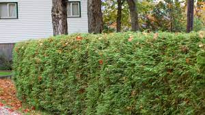 Maybe you would like to learn more about one of these? Living Privacy Fences Using Shrub Hedges