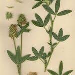 Image result for Trifolium squarrosum