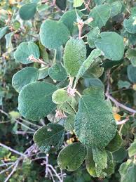Image result for Cordia senegalensis