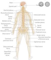 Comprises of the autonomic nervous system and the somatic nervous system. Nervous System Explain It S Functions In Detail Form Along With Daigram Brainly In