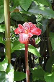 Image result for Etlingera elatior