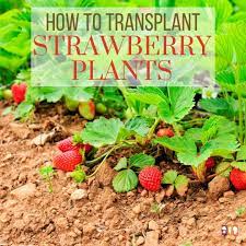 Transplant strawberries in spring for a summer and fall crop, or late summer or fall for a spring harvest. How To Transplant Strawberry Plants The Kitchen Garten