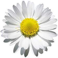 Daisy Beauty Png File Attention Only The Maximum Original Size Is In Liked On Polyvore Daisy Flower Flower Backgrounds Daisy