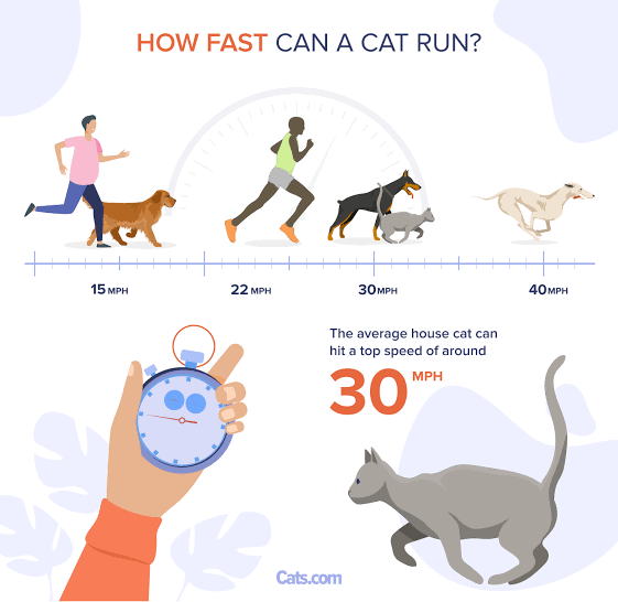 House cats can reach top speeds of 30 mph over short distances., AI generated