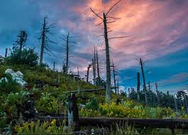 Pic. Tucson 600x2 Lemmon, 1042316B – My rEARTHPORN favs