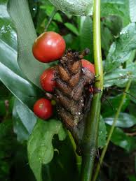 Image result for Sarcophrynium