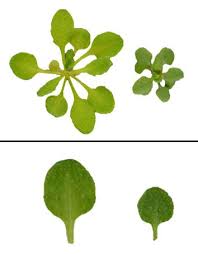 Image result for Arabidopsis thaliana