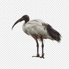 Endothermy is a synapomorphy of 1994. Australian White Ibis Bird Crane American White Ibis Animal Brush Animals Fauna Png Pngegg