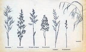 Illustration Leaves Of Grass Gras Malen Gras Zeichnen Blumen Bleistiftzeichnungen