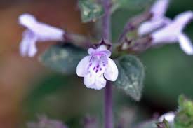 Image result for Lamiaceae