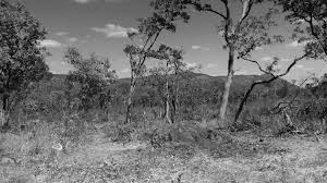 Image result for Diospyros mweroensis