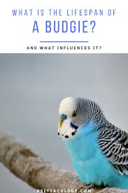 How Long Does A Budgie Live All About Budgie Lifespan Budgies Pet Birds Wild Animals Pictures