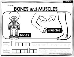 This framework consists of many individual bones and cartilages. Bones And Muscles Kindergarten And First Grade Human Body Skeleton