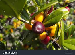 Image result for Diospyros ferrea